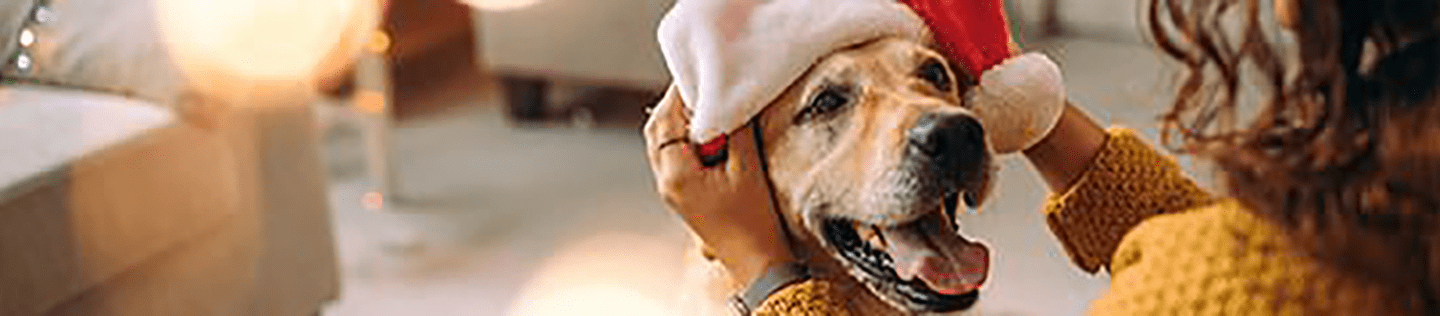 large_how-to-get-the-best-holiday-photos-with-your-dog-banner_1637340114562.png