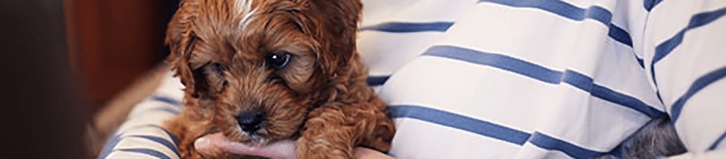 large_puppy-lady-computer_1637338217345.png