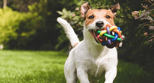 thumb_checklist-for-a-dog-friendly-yard-banner_1637331818143.png