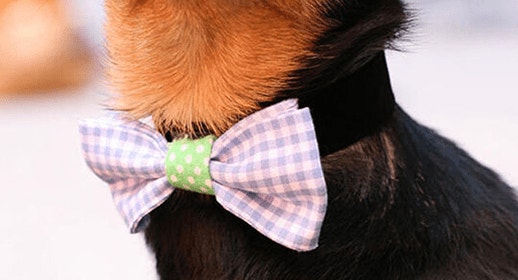 thumb_diy-bow-tie-for-a-dapper-dog-banner_1637338699522.png