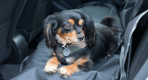thumb_dog-back-seat_1637341281973.png