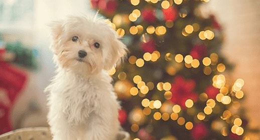 thumb_dog-proof-your-christmas-tree-banner_1637334074048.png