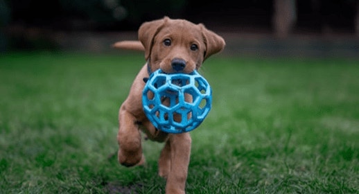 thumb_dog-with-toy_1637341763682.png