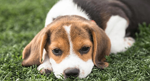 thumb_doggie-body-language-banner_1637336112756.png