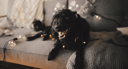 thumb_have-a-dog-friendly-new-years-eve-banner_1637333898162.png