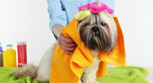 thumb_new-trends-in-dog-grooming-banner_1637331218473.png