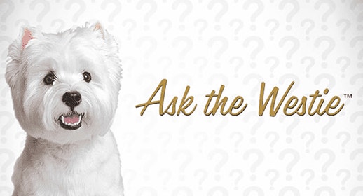 thumb_should-i-take-my-tail-wagger-to-a-tailgate-banner_1637339298241.png