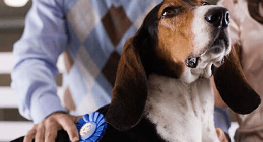 thumb_start-a-dog-show-in-your-neighborhood-banner_1637339429366.png