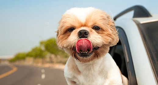 thumb_traveling-with-your-dog-banner_1637341429561.png