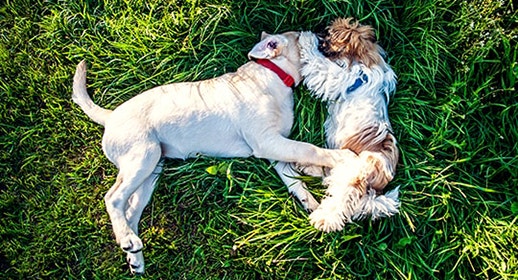 thumb_two-dogs-laying-in-a-grass-field_1637337430982.png