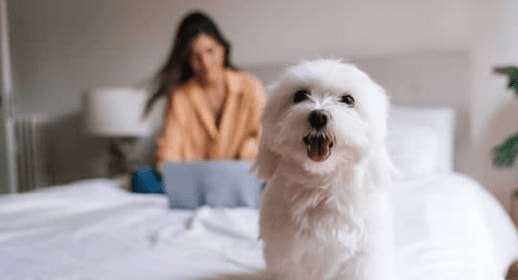 thumb_white-dog-on-bed-wfh_1637335768149.png