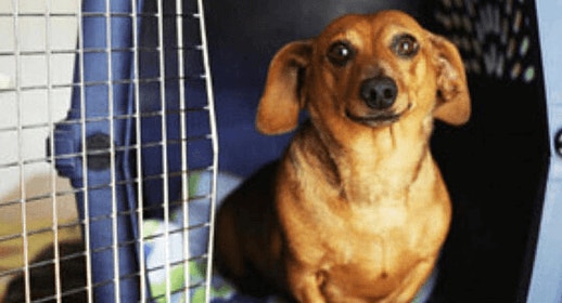 Five Ways Dogs Make Our Lives Better Mobile
