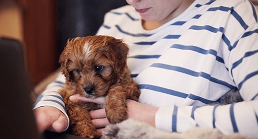 thumb_puppy-lady-computer_1637338217350.png