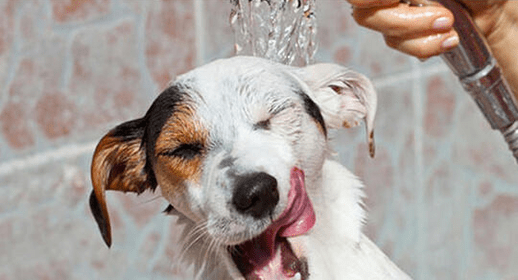 dog taking a bath png